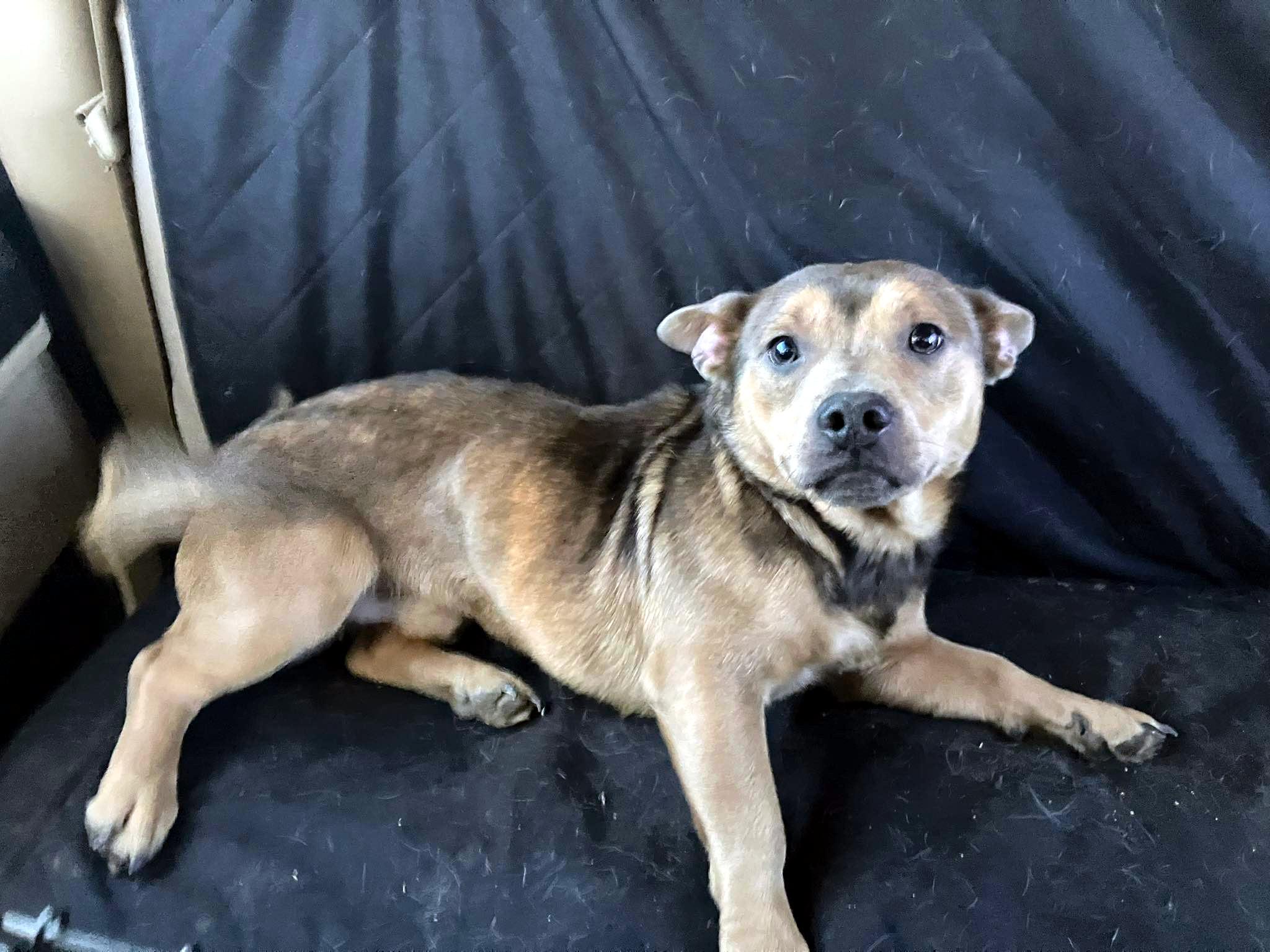 Enlarge Bud, a ADOPTABLE mixed breed in Sulphur, KY image 3/6