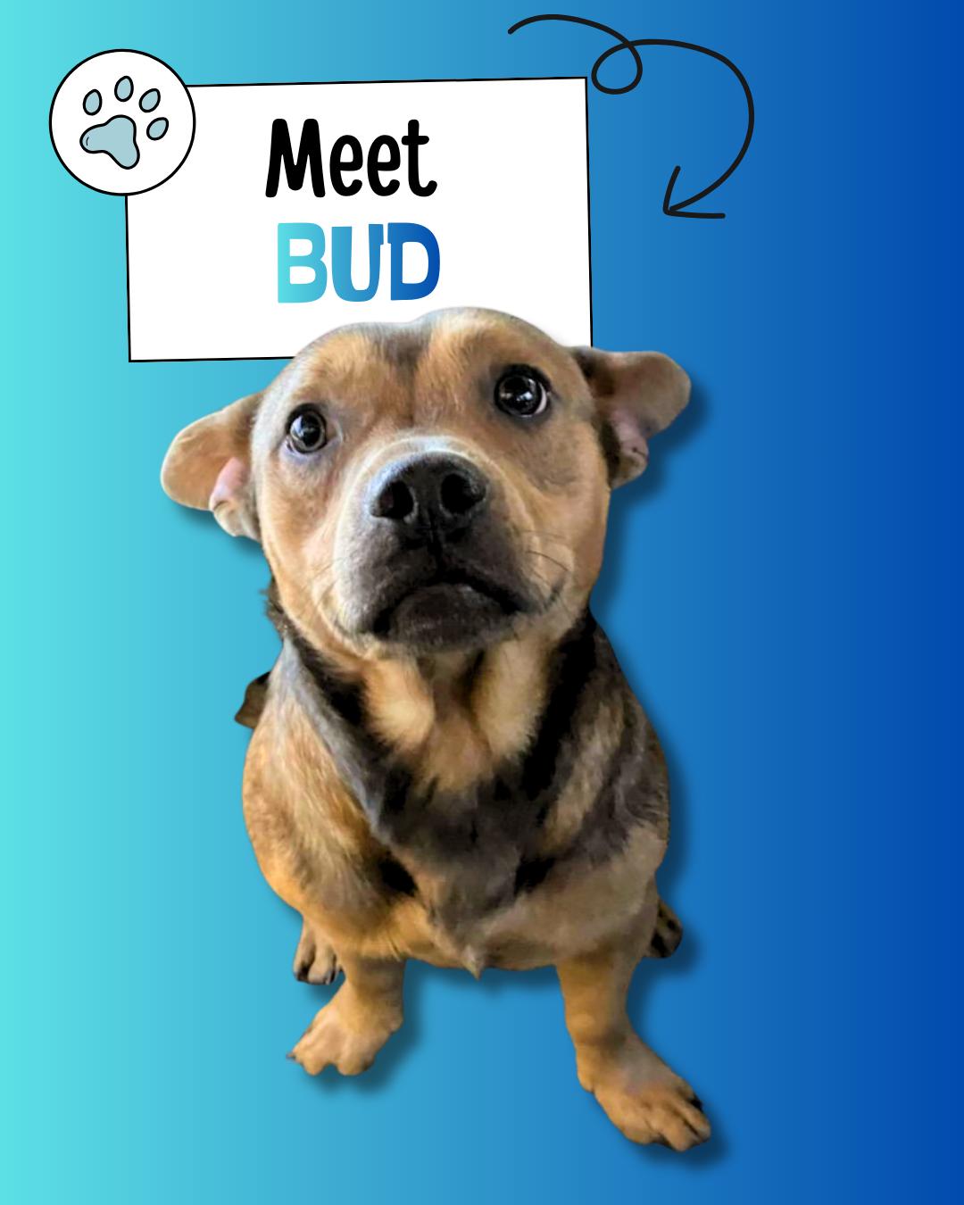 Bud, ADOPTABLE, Adult Male Corgi & Shepherd.