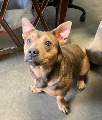 Enlarge Bud, a ADOPTABLE mixed breed in Sulphur, KY image 2/6