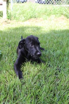 Boomer, Adoptable, Puppy Male Mixed Breed & Mixed Breed.