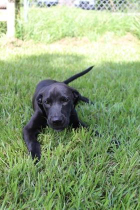 Enlarge Boomer, a Adoptable mixed breed in Port Allen, LA image 2/3