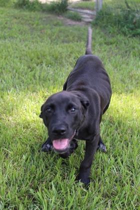 Enlarge Boomer, a Adoptable mixed breed in Port Allen, LA image 3/3