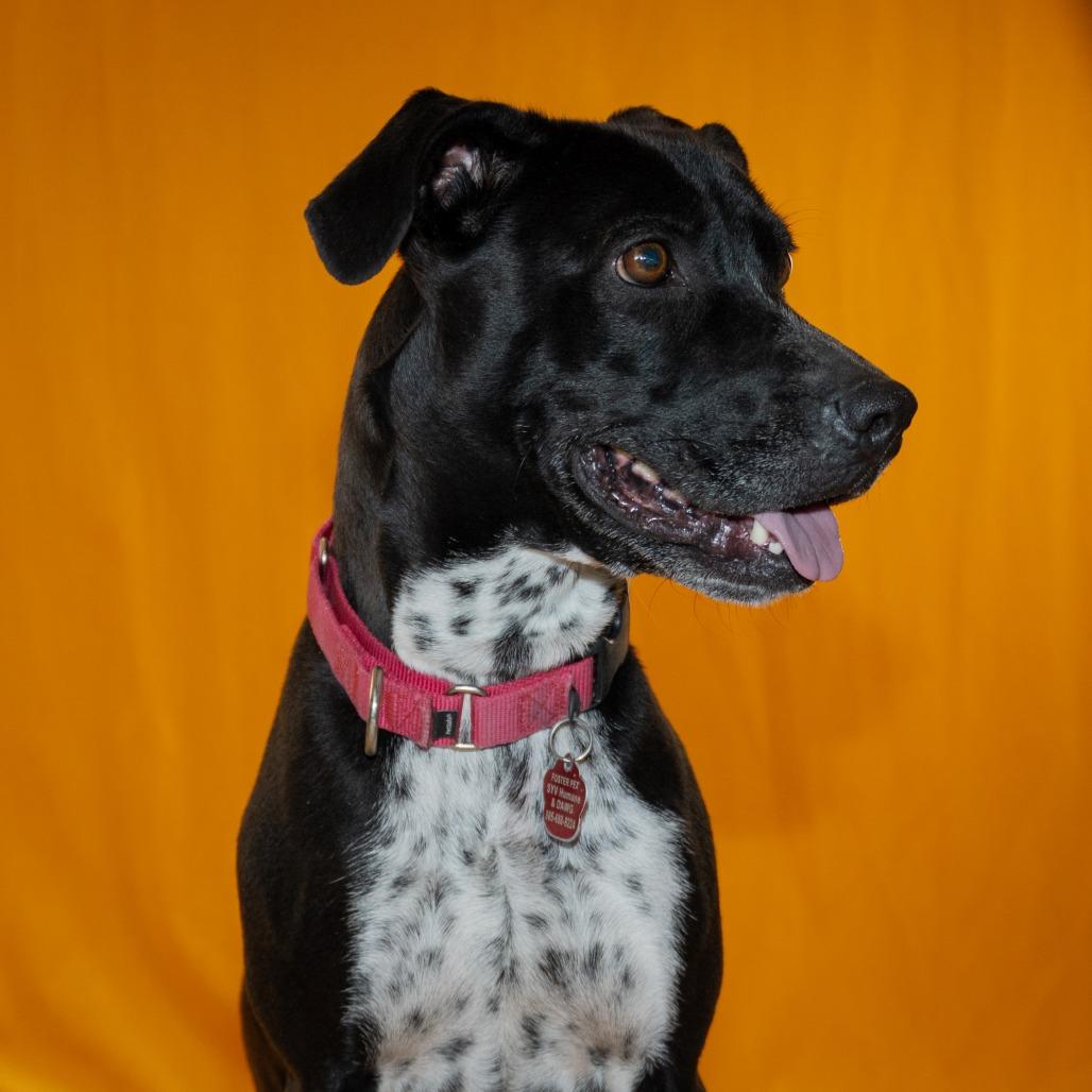 Enlarge Lilac, a Adoptable Pointer in Buellton, CA image 1/6