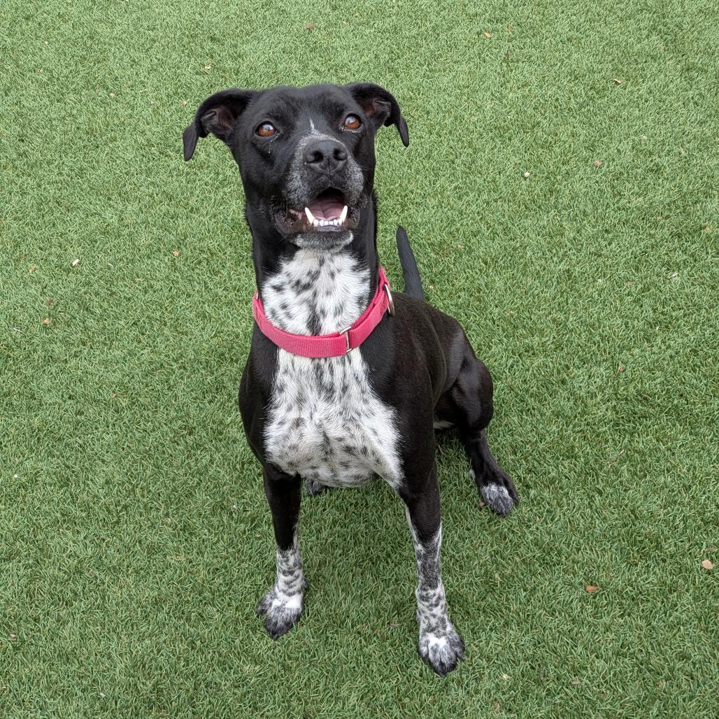 Enlarge Lilac, a Adoptable Pointer in Buellton, CA image 3/6