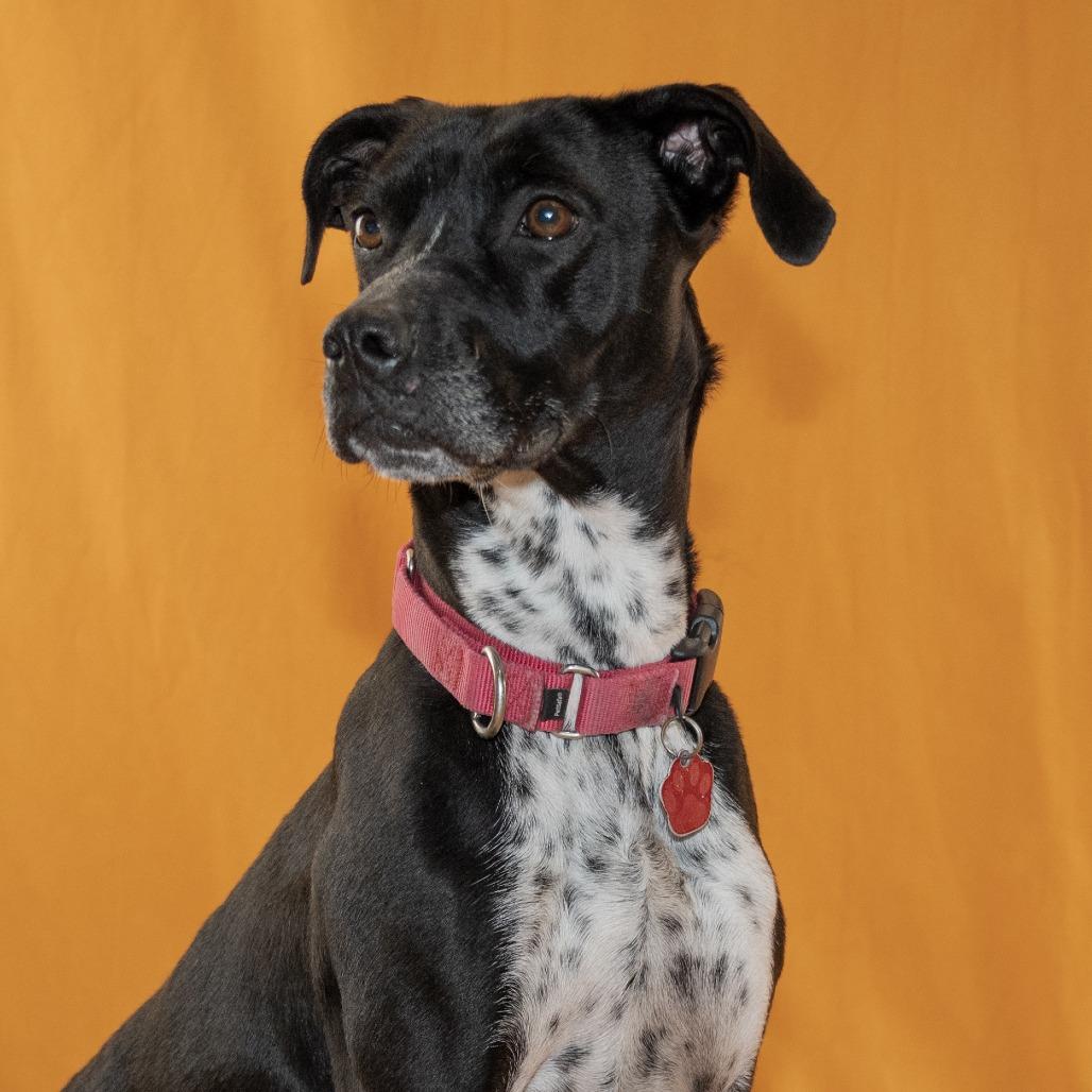 Enlarge Lilac, a Adoptable Pointer in Buellton, CA image 5/6
