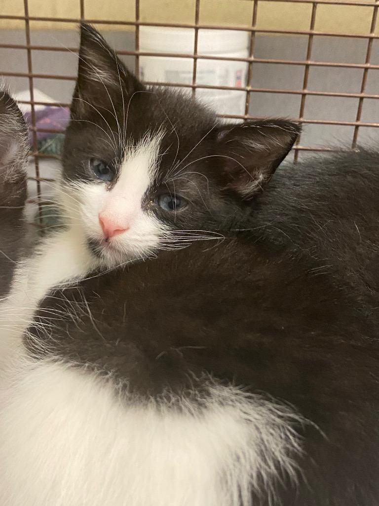 2023-08-095 *Ken*, Adoptable, Kitten Male Domestic Short Hair.