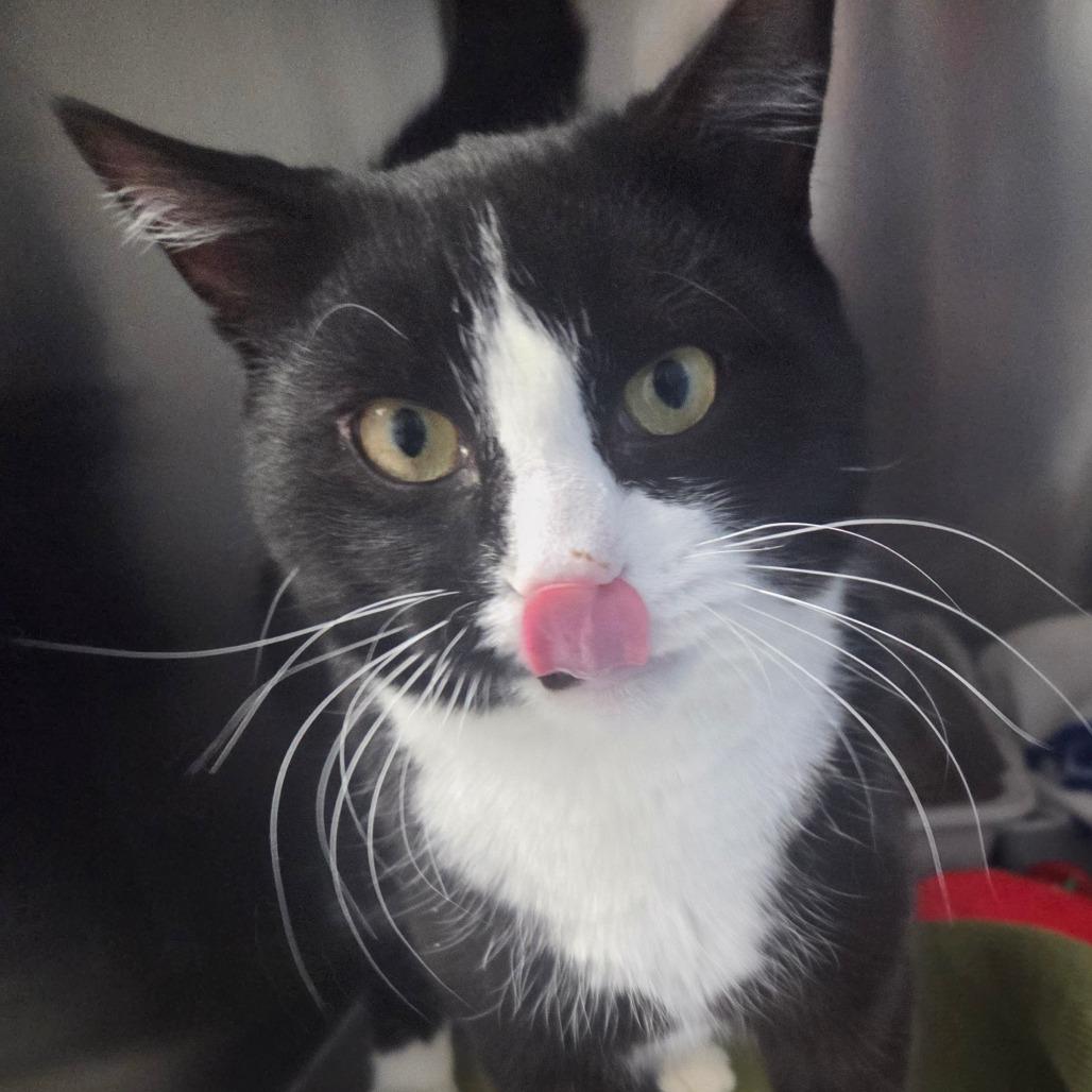 Angelo, Adoptable, Young Male Domestic Short Hair.