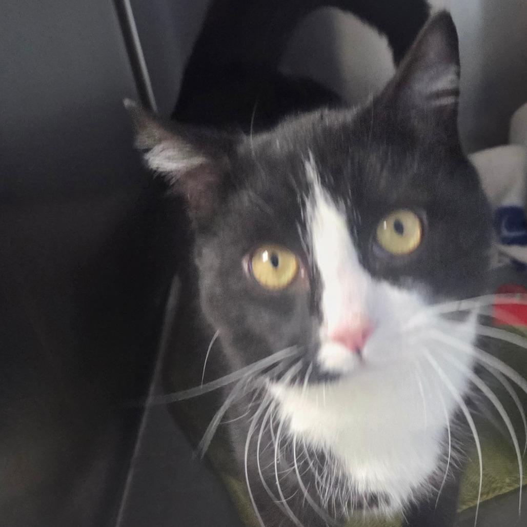 Enlarge Angelo, a Adoptable Domestic Short Hair in Oneonta, NY image 2/4