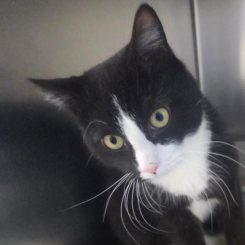 Enlarge Angelo, a Adoptable Domestic Short Hair in Oneonta, NY image 3/4