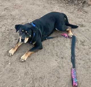 Bel (Belinda), Adoptable, Adult Female Rottweiler & Mixed Breed.