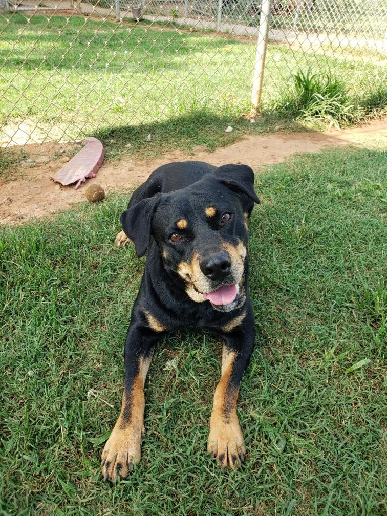 Bel (Belinda), a Adoptable mixed breed in Headland, AL image 2/5