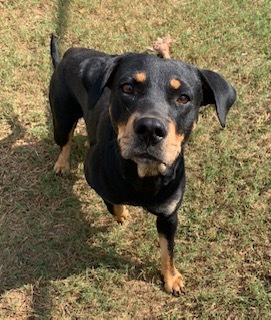 Bel (Belinda), a Adoptable mixed breed in Headland, AL image 5/5