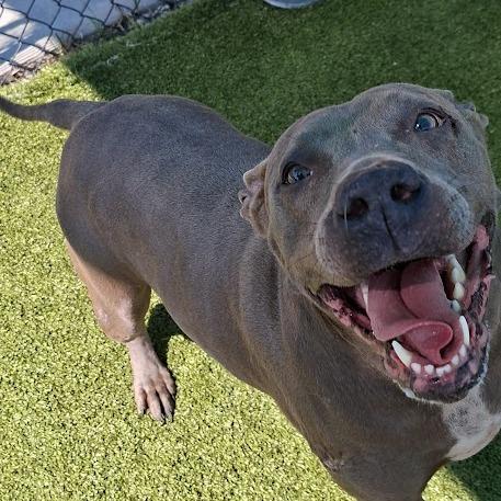 Beanie, Adoptable, Adult Female Pit Bull Terrier.