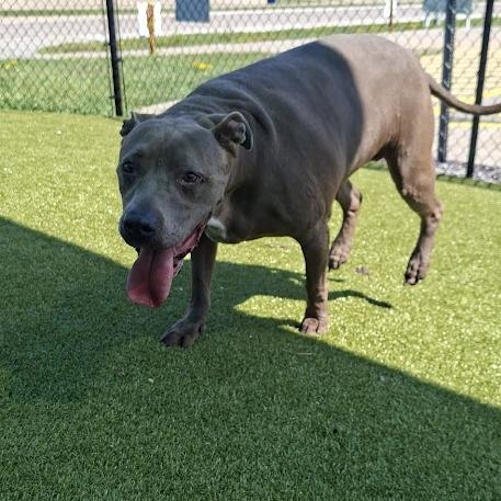 Enlarge Beanie, a Adoptable Pit Bull Terrier in Hannibal, MO image 2/5