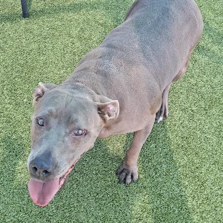 Enlarge Beanie, a Adoptable Pit Bull Terrier in Hannibal, MO image 3/5