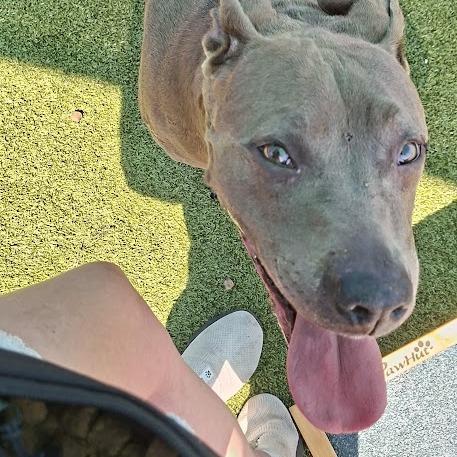 Enlarge Beanie, a Adoptable Pit Bull Terrier in Hannibal, MO image 4/5