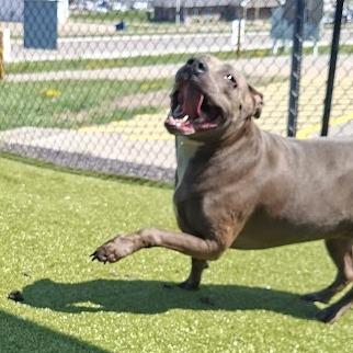 Enlarge Beanie, a Adoptable Pit Bull Terrier in Hannibal, MO image 5/5