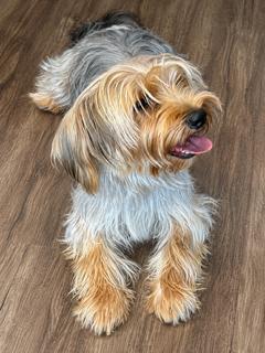 Enlarge Cash, an adopted mixed breed in Ladson, SC image 2/4