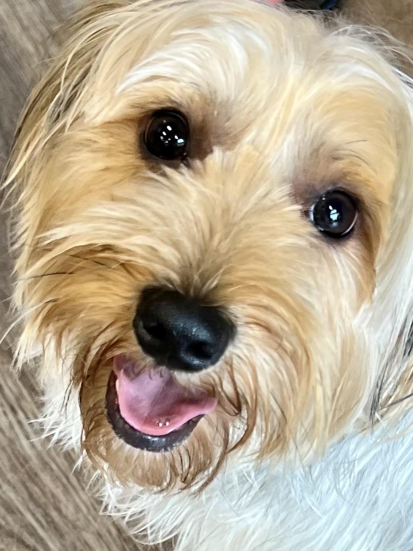 Cash, adopted, Adult Male Shih Tzu & Yorkshire Terrier.