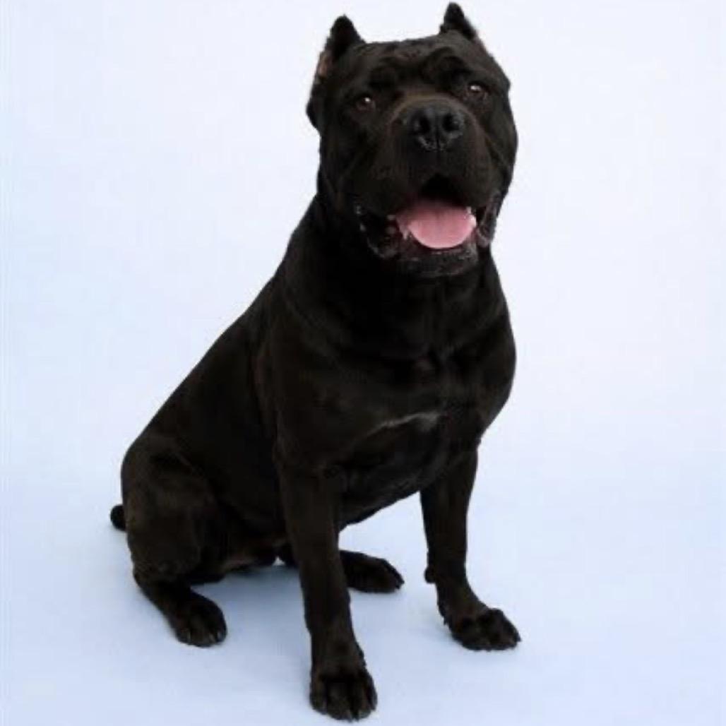 Bruno, Adoptable, Adult Male Cane Corso.