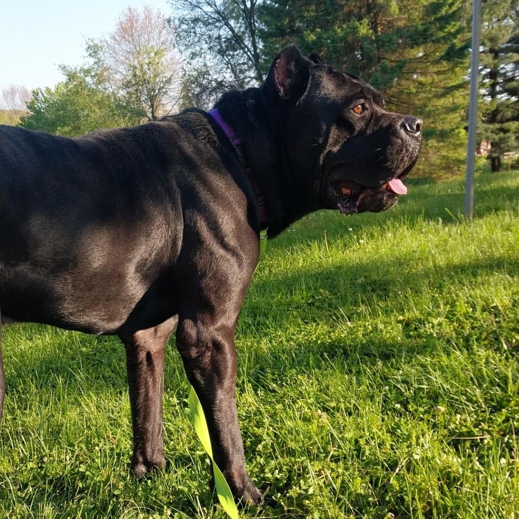 Bruno, a Adoptable Cane Corso in manchester, PA image 2/2