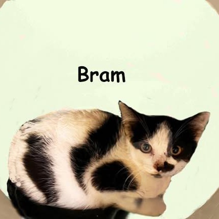 Bram AVO 0426, adopted, Kitten Male Domestic Long Hair.