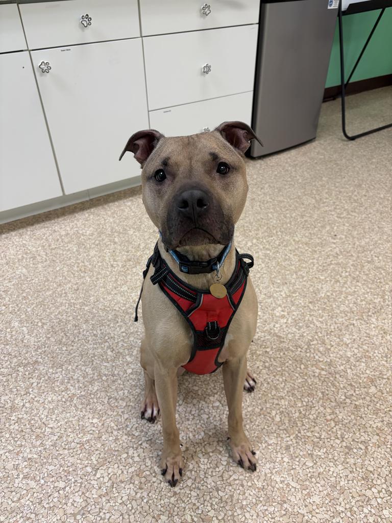 Enlarge Zeus, a Adoptable mixed breed in Utica, MI image 1/1