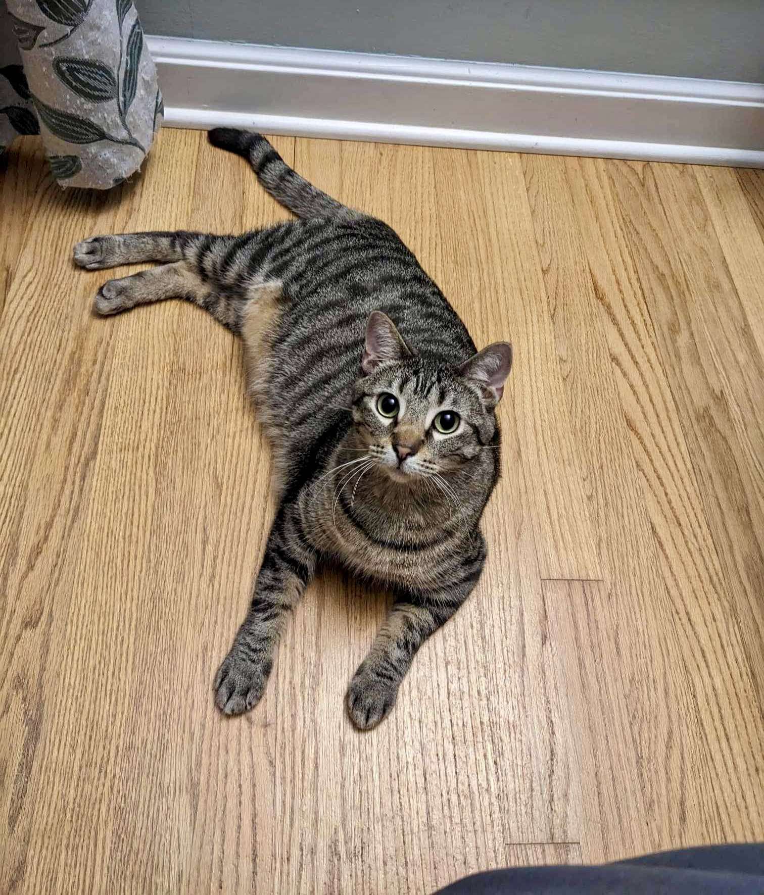 Jackie, a Adoptable Domestic Short Hair in Milwaukee, WI image 1/6