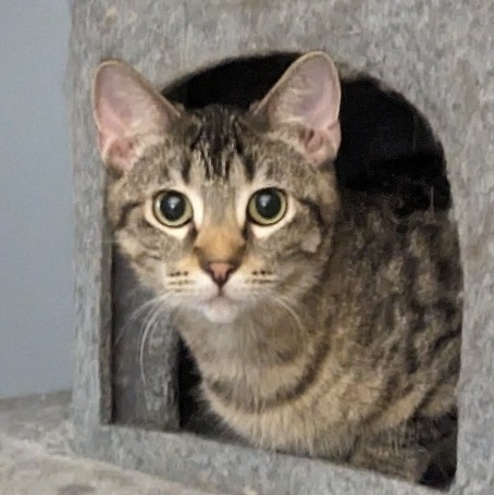 Jackie, a Adoptable Domestic Short Hair in Milwaukee, WI image 4/6