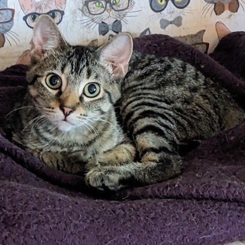 Jackie, a Adoptable Domestic Short Hair in Milwaukee, WI image 5/6