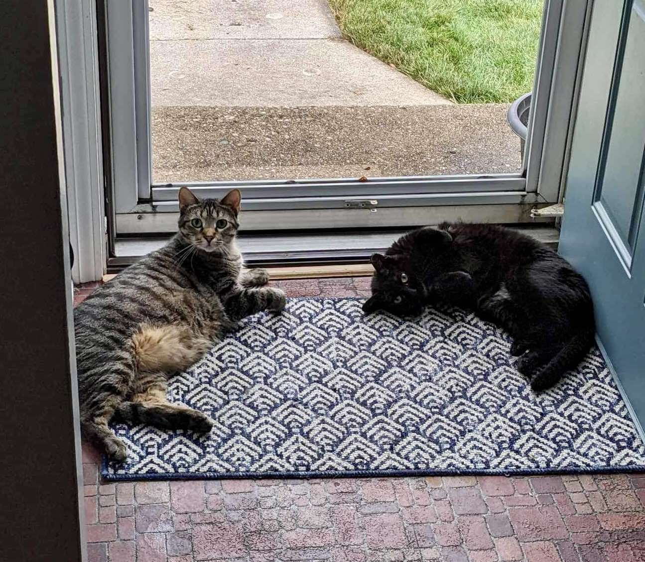 Jackie, a Adoptable Domestic Short Hair in Milwaukee, WI image 6/6