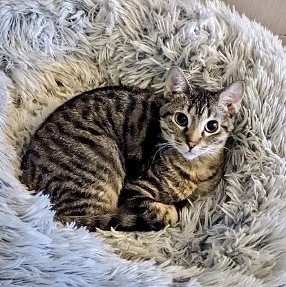 Jackie, a Adoptable Domestic Short Hair in Milwaukee, WI image 2/6