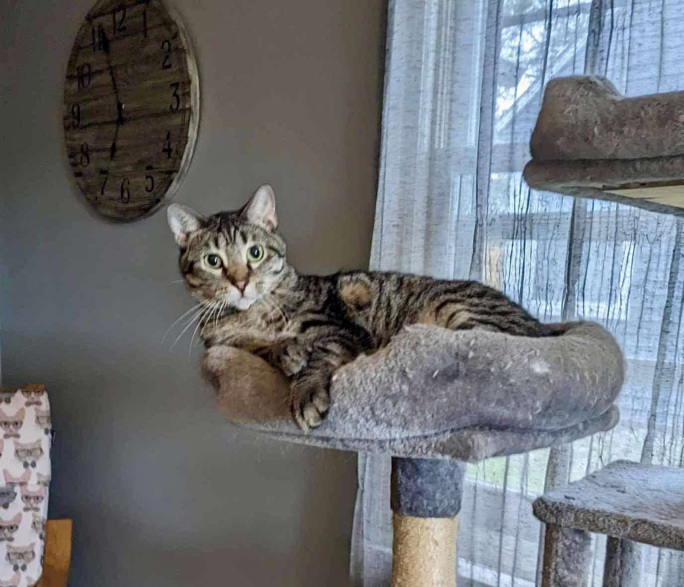 Jackie, a Adoptable Domestic Short Hair in Milwaukee, WI image 3/6