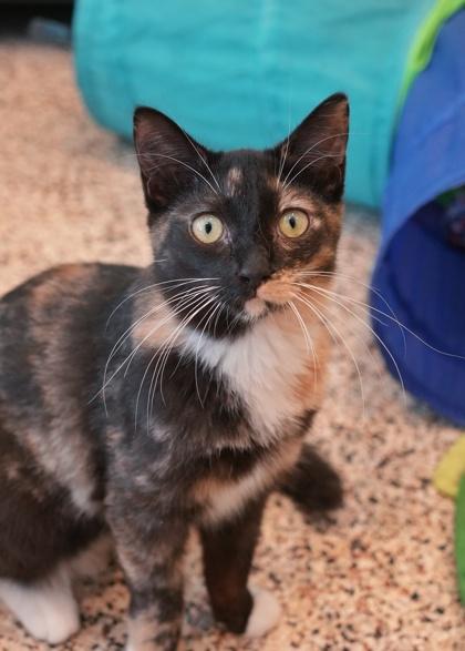 Penny 57981, Adoptable, Young Female Domestic Short Hair & Domestic Short Hair.