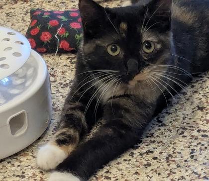 Penny 57981, a Adoptable Domestic Short Hair in Aiken, SC image 2/2