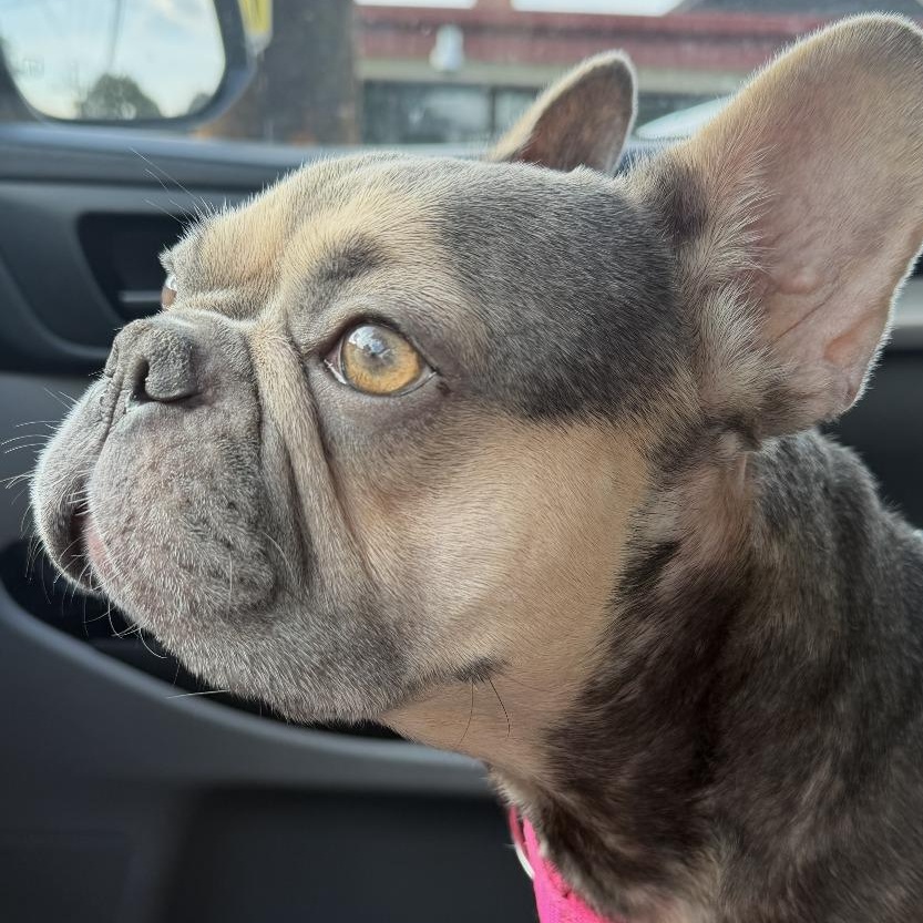 Wanda, Adopted, Young Female Mixed Breed & French Bulldog.
