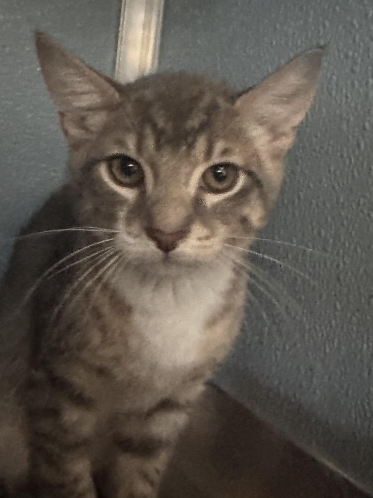 Everly, Adoptable, Kitten Female Domestic Short Hair.