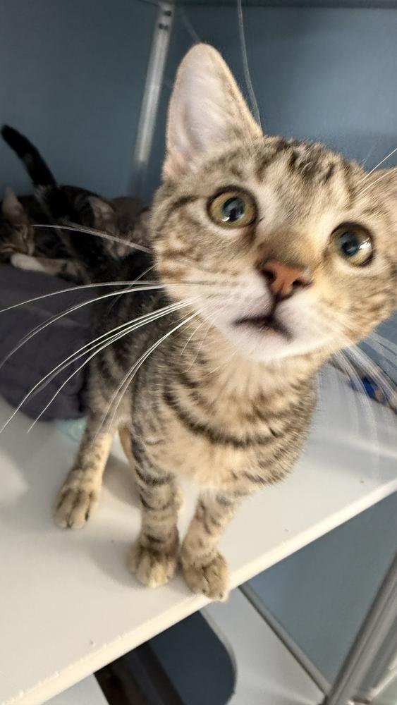 Enlarge Everly, a Adoptable mixed breed in Milltown, NJ image 2/2