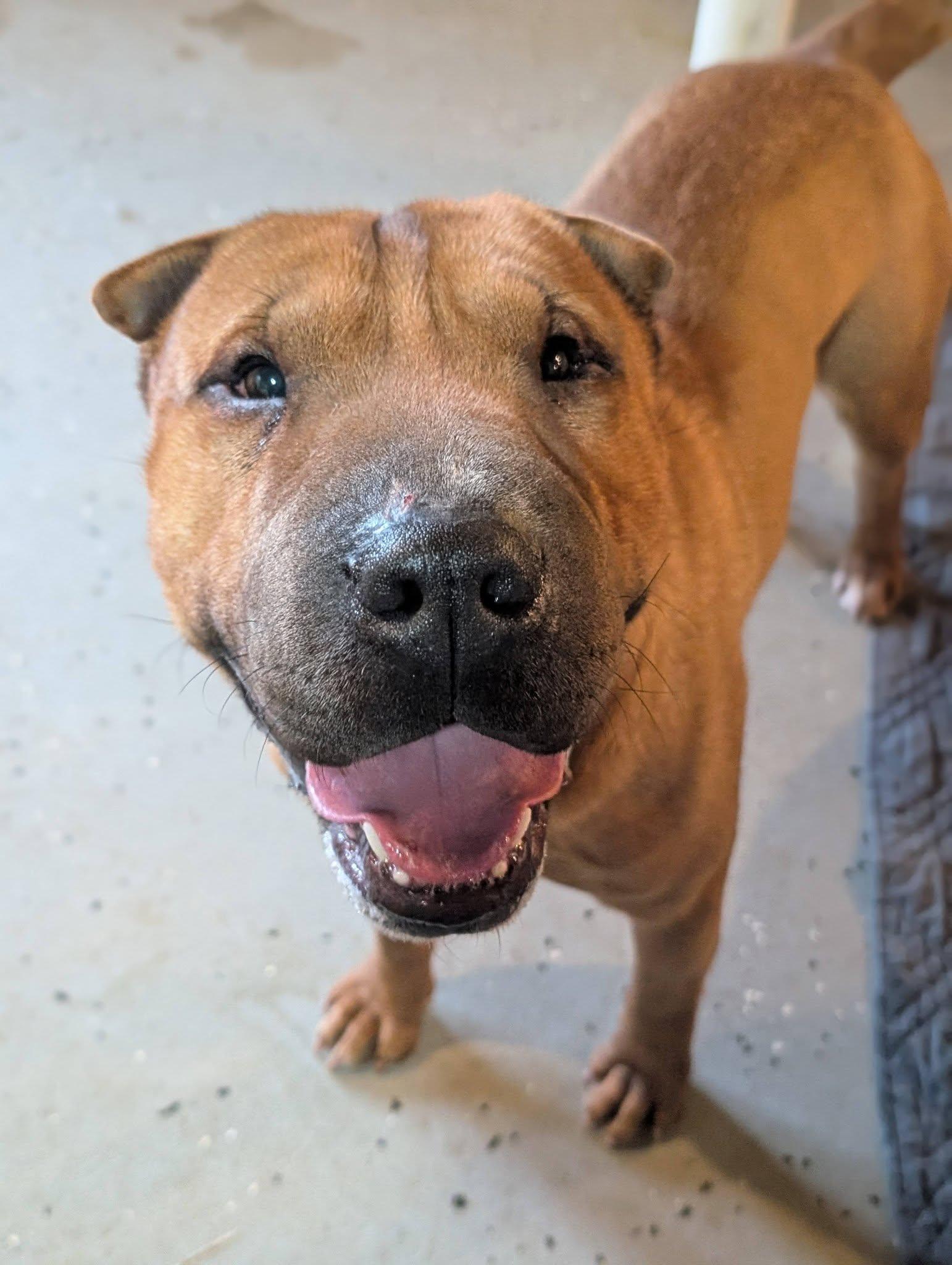 Enlarge Baozi, a ADOPTABLE mixed breed in Mansfield Center, CT image 4/4