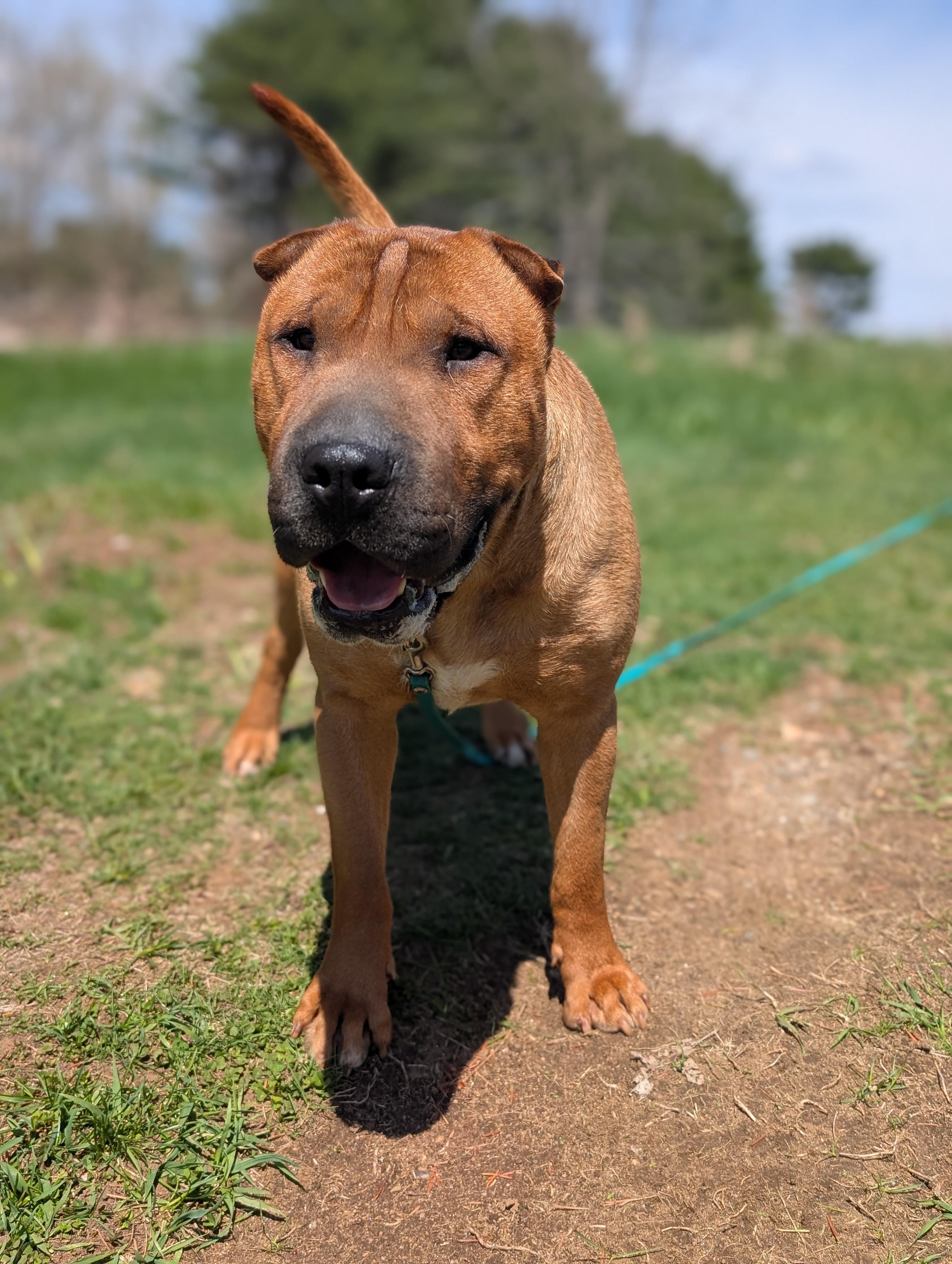 Baozi, a ADOPTABLE mixed breed in Mansfield Center, CT image 2/6
