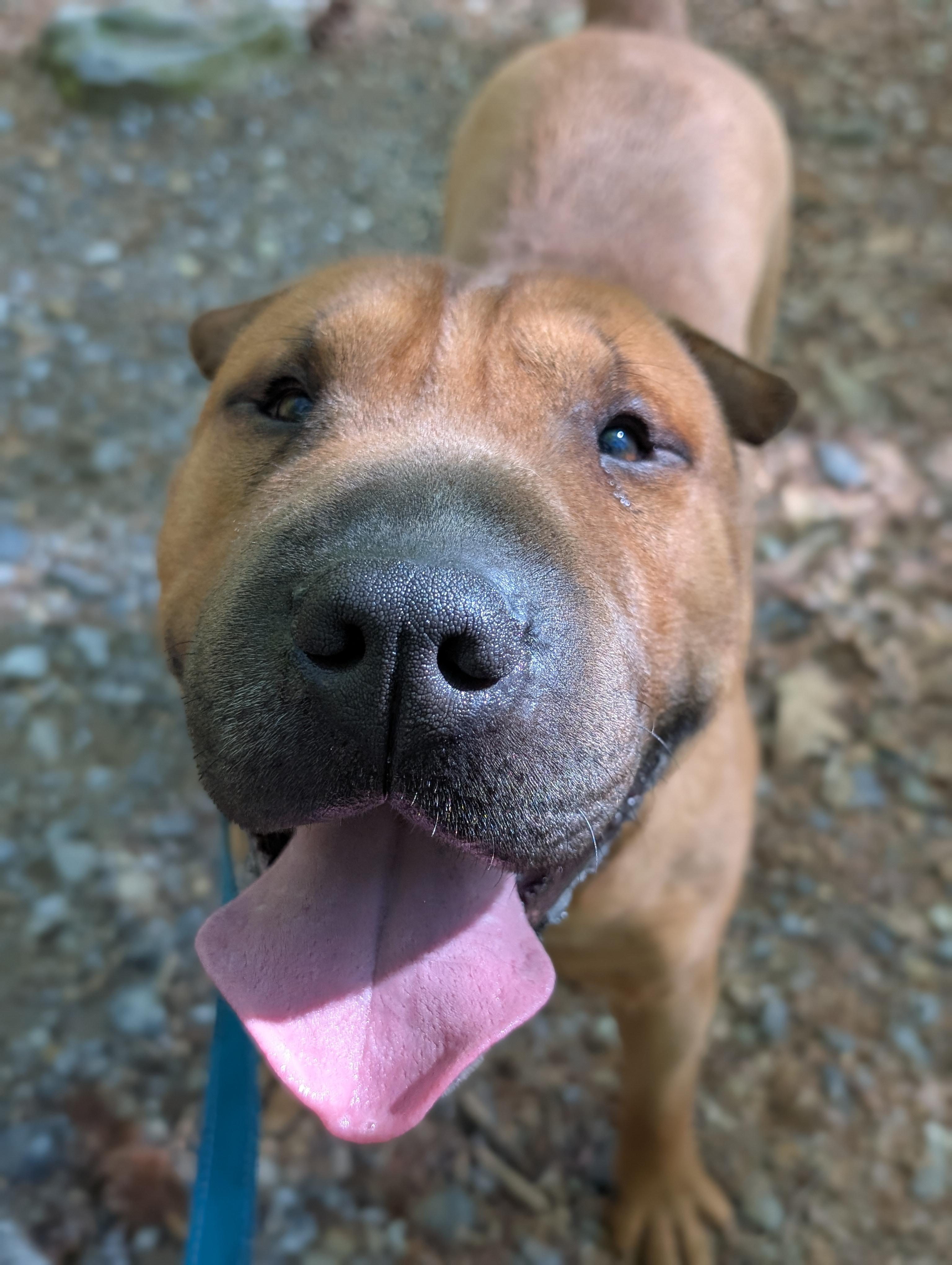 Baozi, a ADOPTABLE mixed breed in Mansfield Center, CT image 3/6