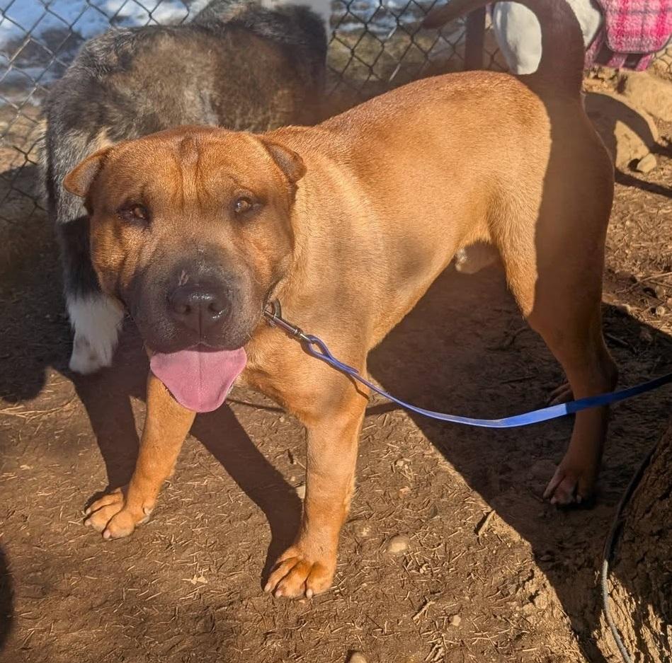 Enlarge Baozi, a ADOPTABLE mixed breed in Mansfield Center, CT image 2/4