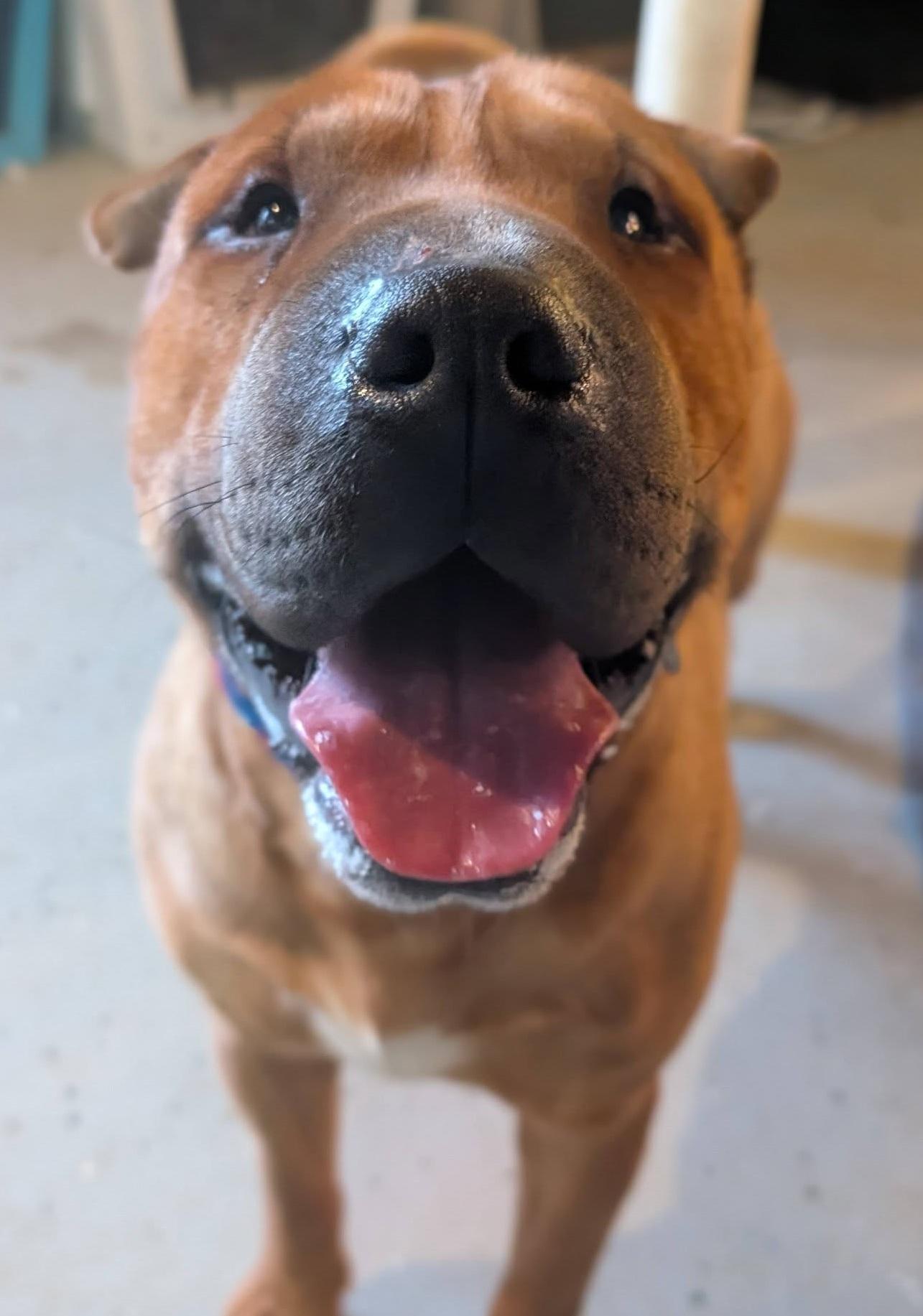 Baozi, ADOPTABLE, Young Male Shar-Pei.