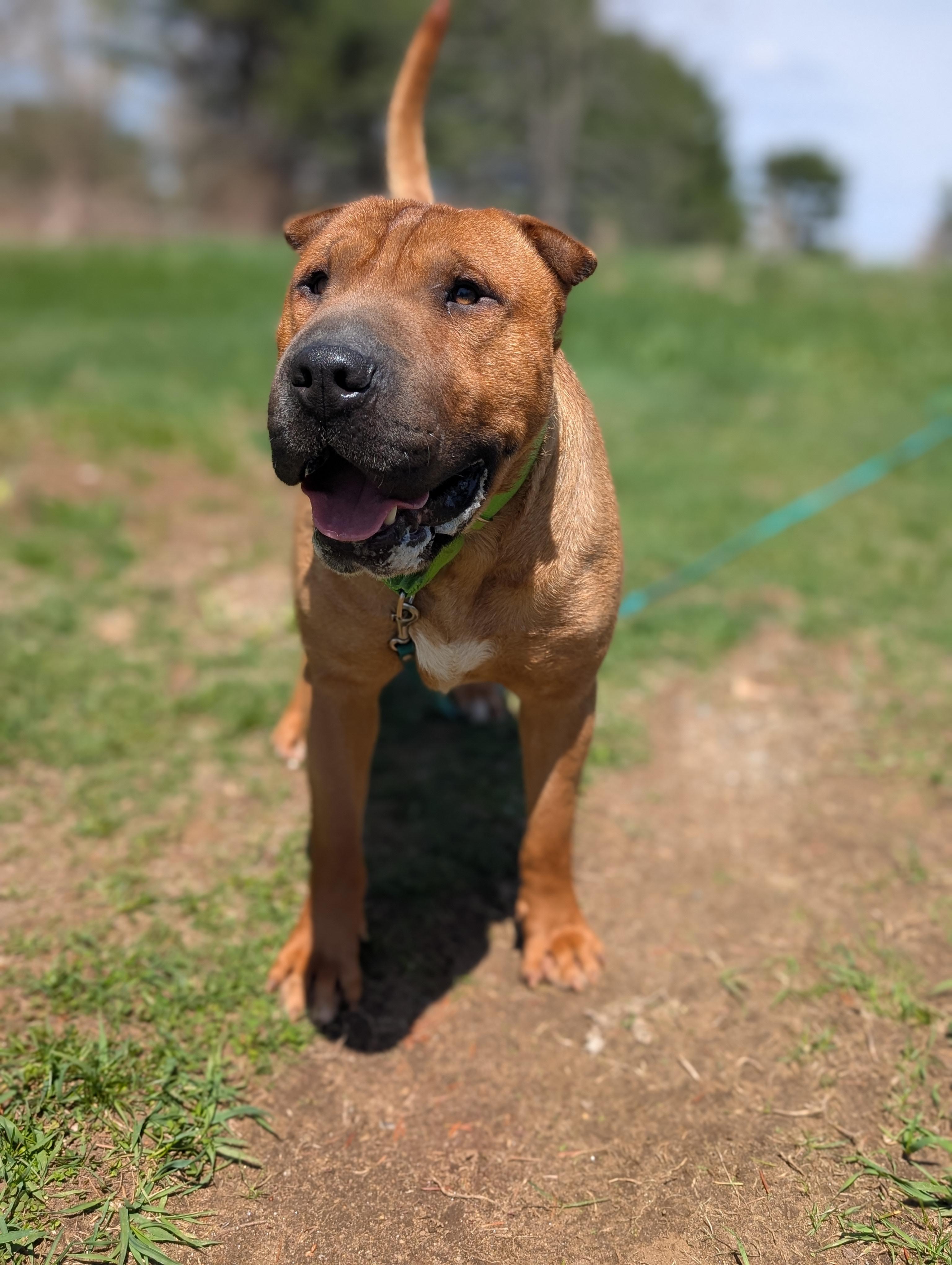 Baozi, a ADOPTABLE mixed breed in Mansfield Center, CT image 1/6