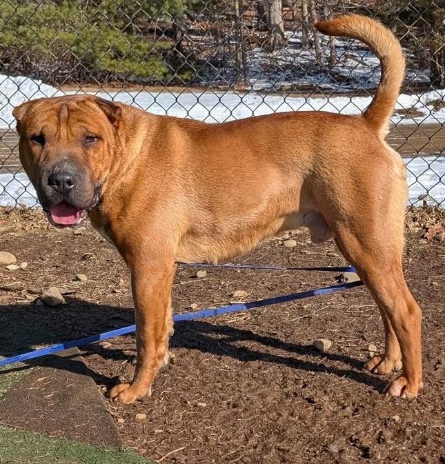 Enlarge Baozi, a ADOPTABLE mixed breed in Mansfield Center, CT image 3/4