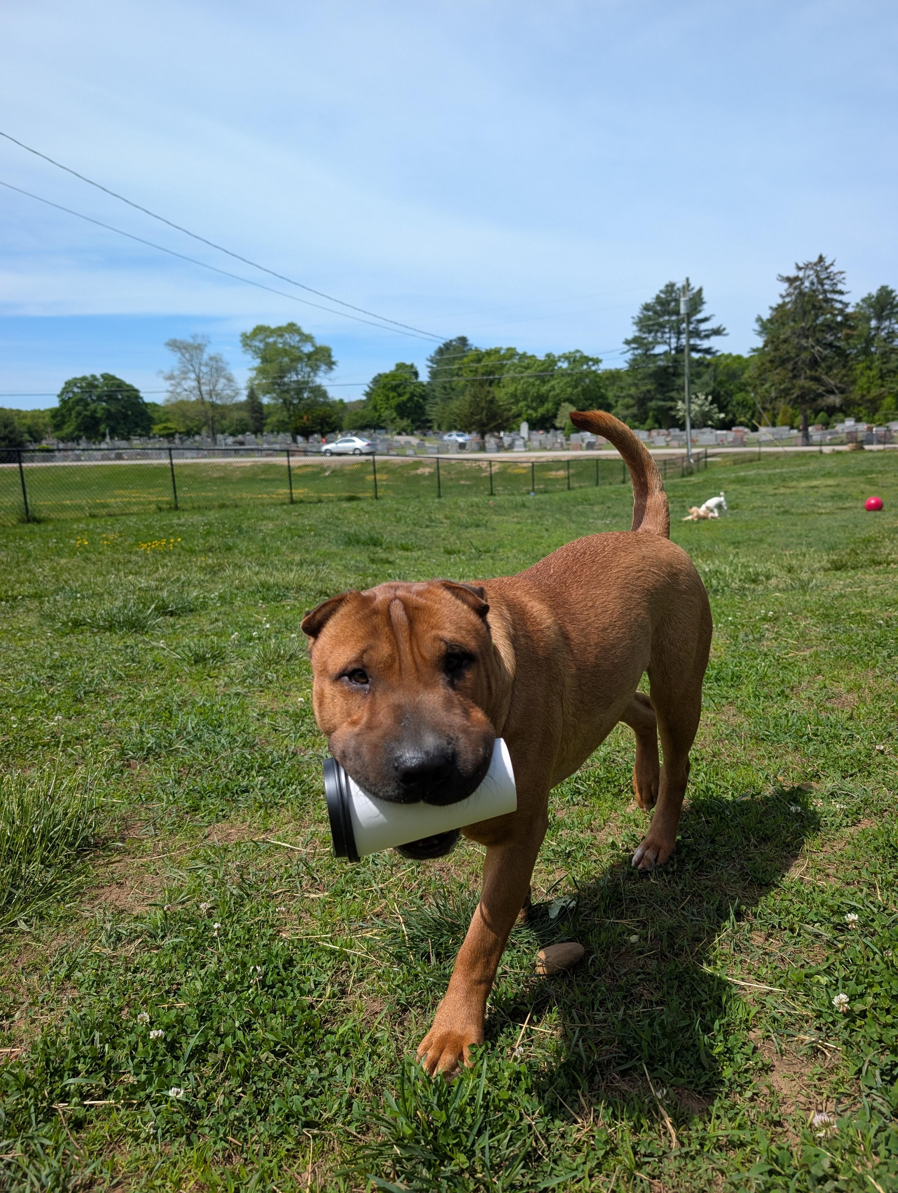 Baozi, a ADOPTABLE mixed breed in Mansfield Center, CT image 6/6