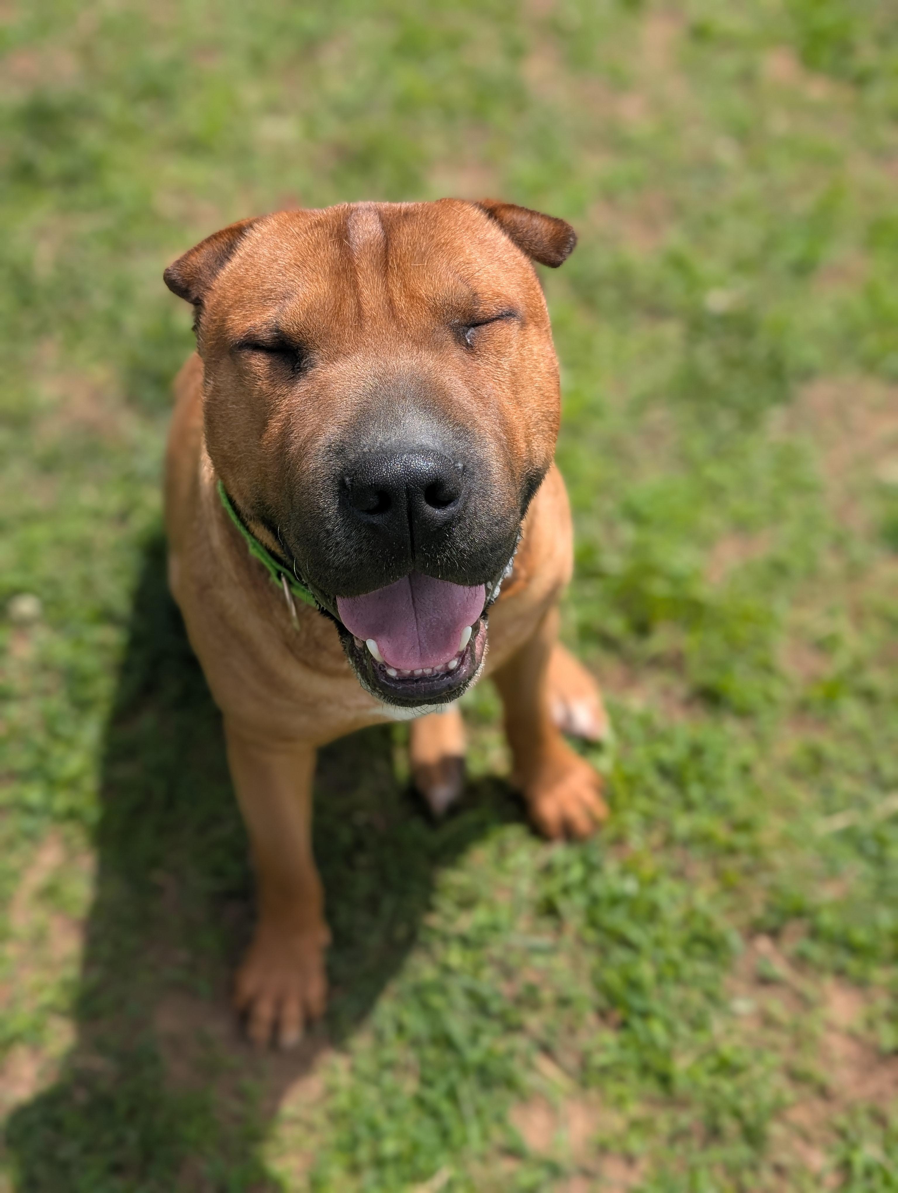 Baozi, a ADOPTABLE mixed breed in Mansfield Center, CT image 5/6
