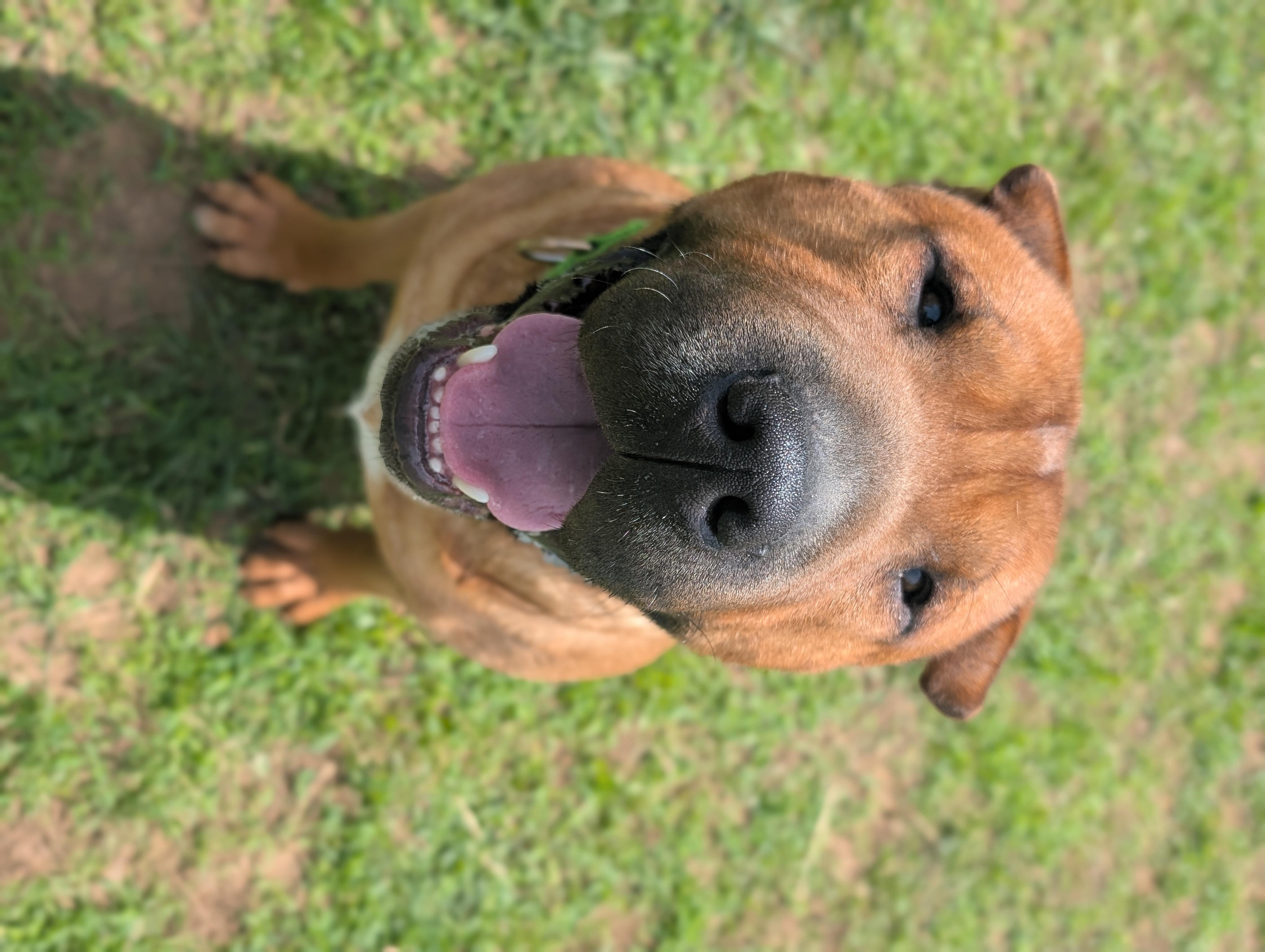 Baozi, a ADOPTABLE mixed breed in Mansfield Center, CT image 4/6