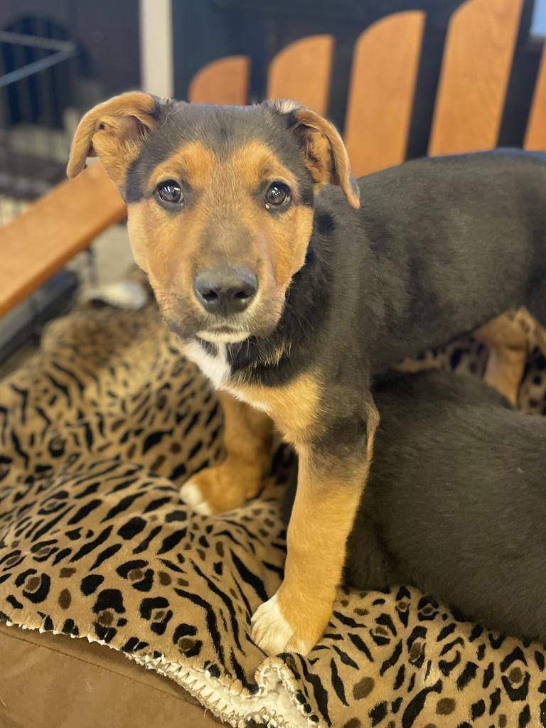 Enlarge Landon, a Adoptable Mixed Breed in Heber City, UT image 1/1