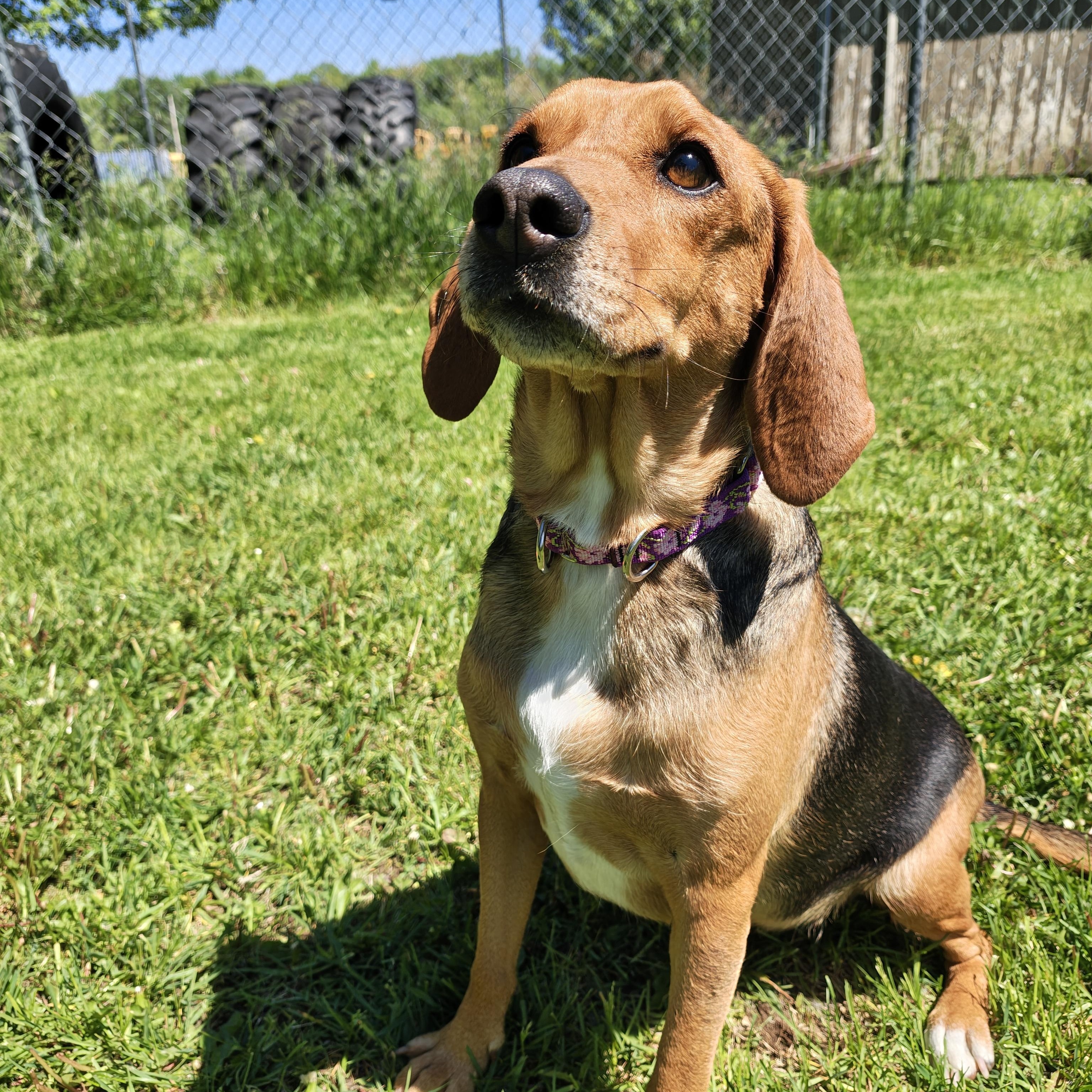 Missy, Adoptable, Adult Female Beagle.